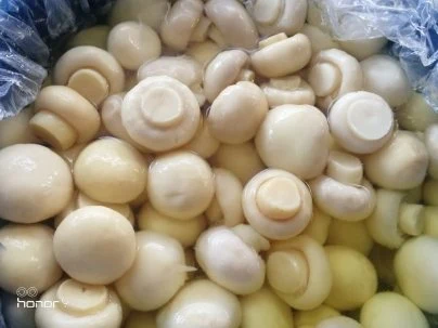 Lebensmittelkonservierter Pilz in Trommel aus China