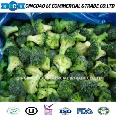 Brokkolipflanze gefroren IQF Großhandel frische Brokkolisprossen Brokkoli pflücken